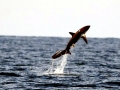 Thresher Shark