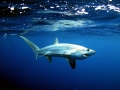 Thresher Shark
