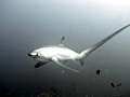 Thresher Shark