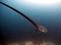 Thresher Shark