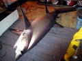 Thresher Shark