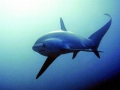 Thresher Shark