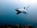 Thresher Shark