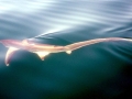 Thresher Shark