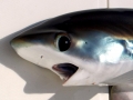 Thresher Shark