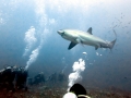 Thresher Shark