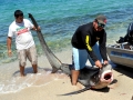 Thresher Shark