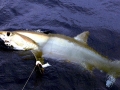 Thresher Shark