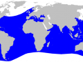 Thresher Shark