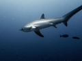 Thresher Shark