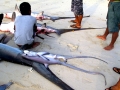 Thresher Shark