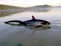 Thresher Shark