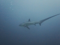 Thresher Shark