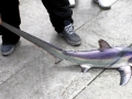 Thresher Shark