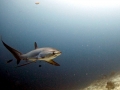 Thresher Shark