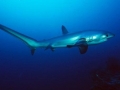 Thresher Shark