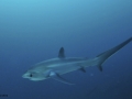 Thresher Shark