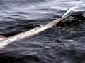 Thresher Shark
