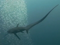 Thresher Shark