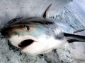 Thresher Shark