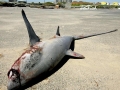 Thresher Shark