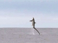 Thresher Shark