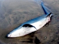 Thresher Shark