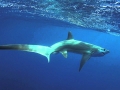 Thresher Shark