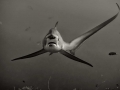 Thresher Shark