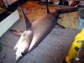Thresher Shark