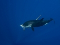 Thresher Shark