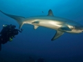 Thresher Shark