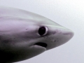 Thresher Shark