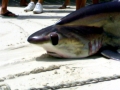 Thresher Shark