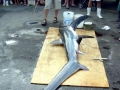 Thresher Shark