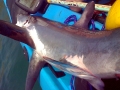 Thresher Shark