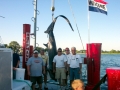 Thresher Shark
