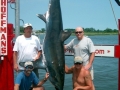 Thresher Shark
