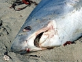 Thresher Shark
