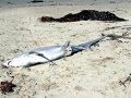 Thresher Shark