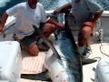 Thresher Shark
