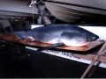 Thresher Shark