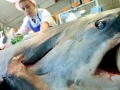 Thresher Shark
