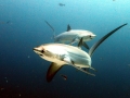 Thresher Shark