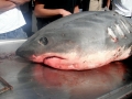 Thresher Shark