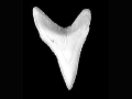 Thresher Shark