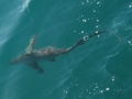 Thresher Shark