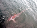 Thresher Shark