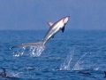 Thresher Shark