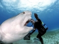 Tiger Shark